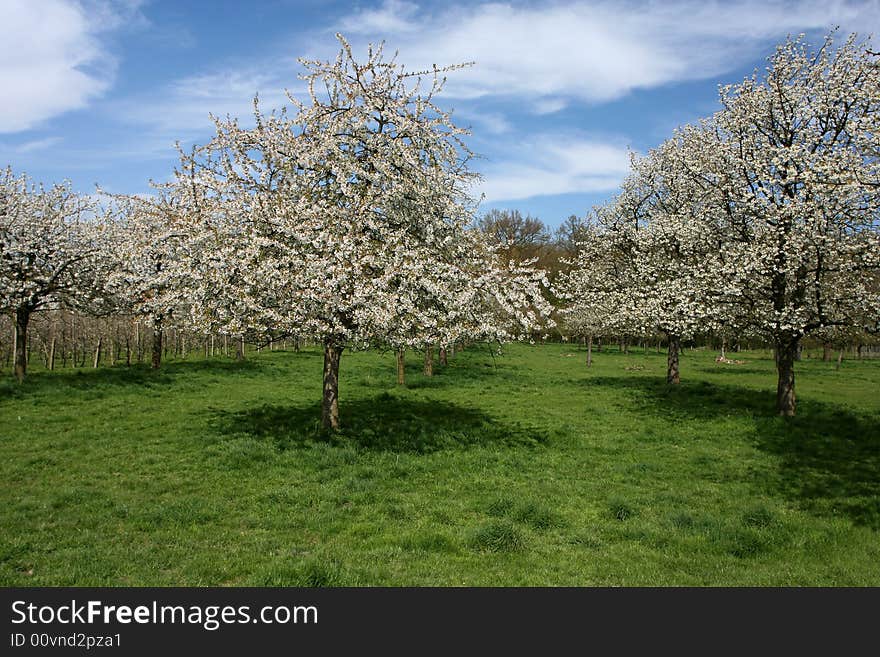 Spring image. A meadow with blossoming apple trees. Spring image. A meadow with blossoming apple trees.