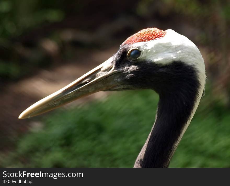 Great Red Head Heron. Please, check out my another images.