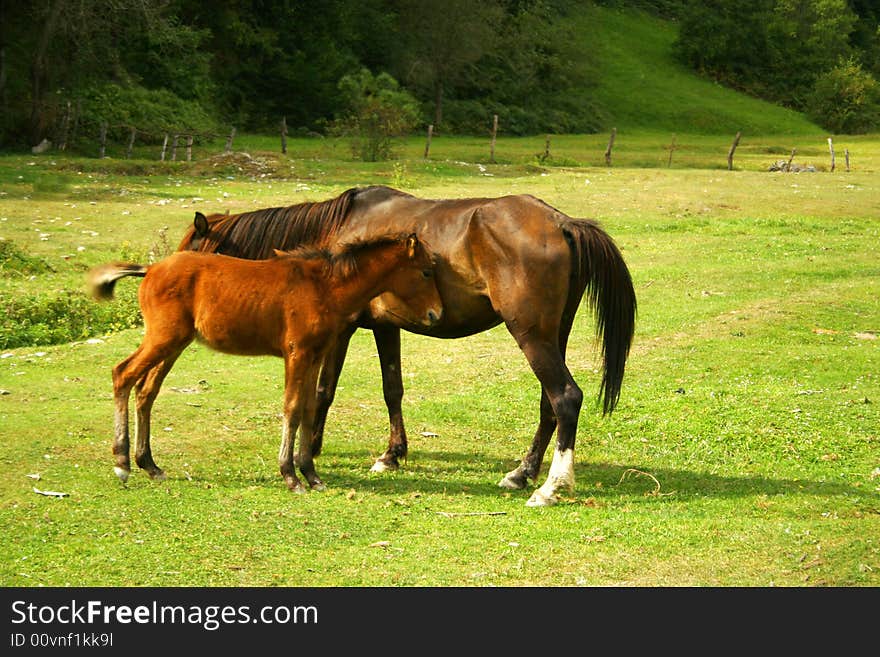Horses on a green meadow