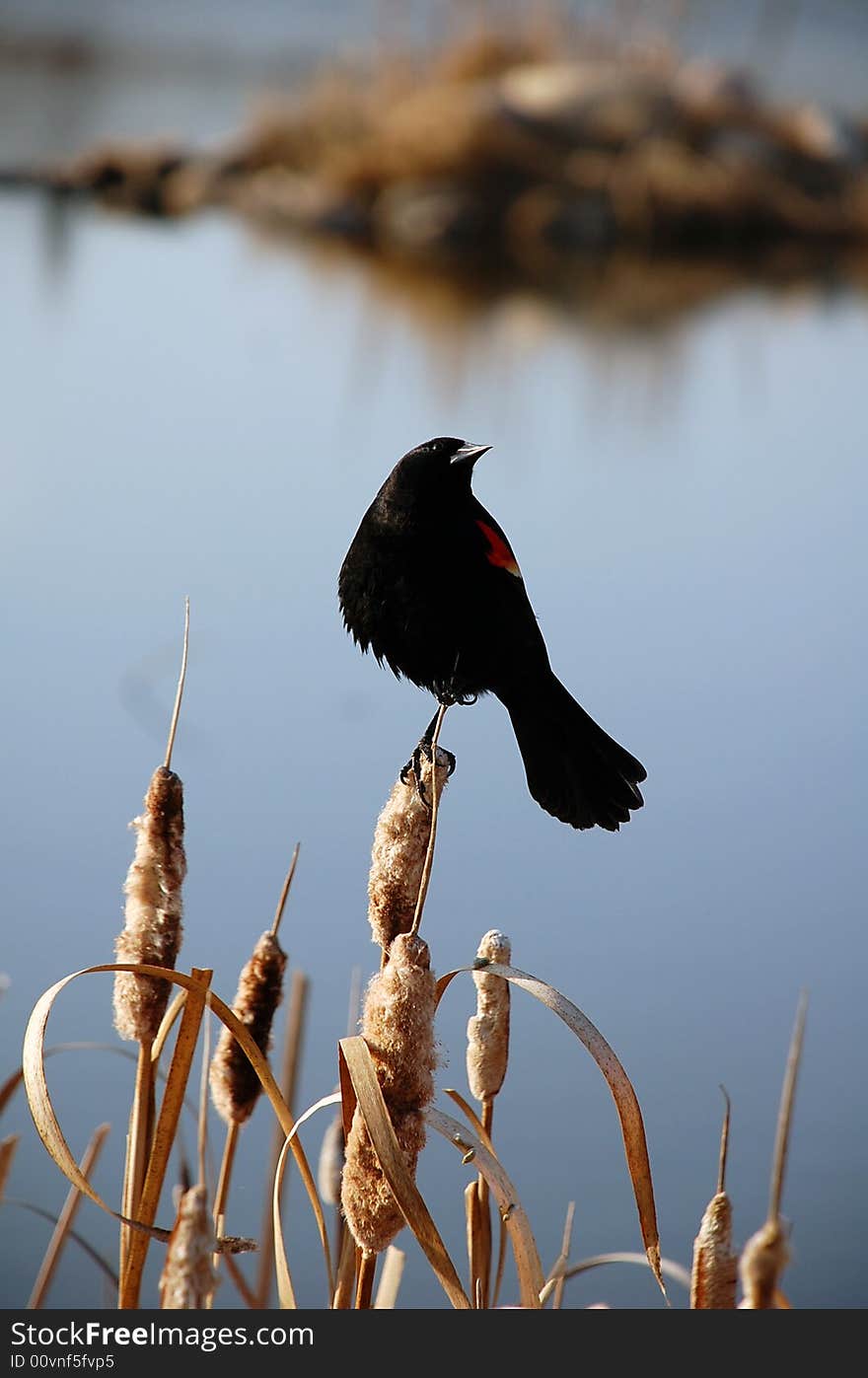 Agelaius phoeniceus (red-wing blackbird) sitting on cat-tails