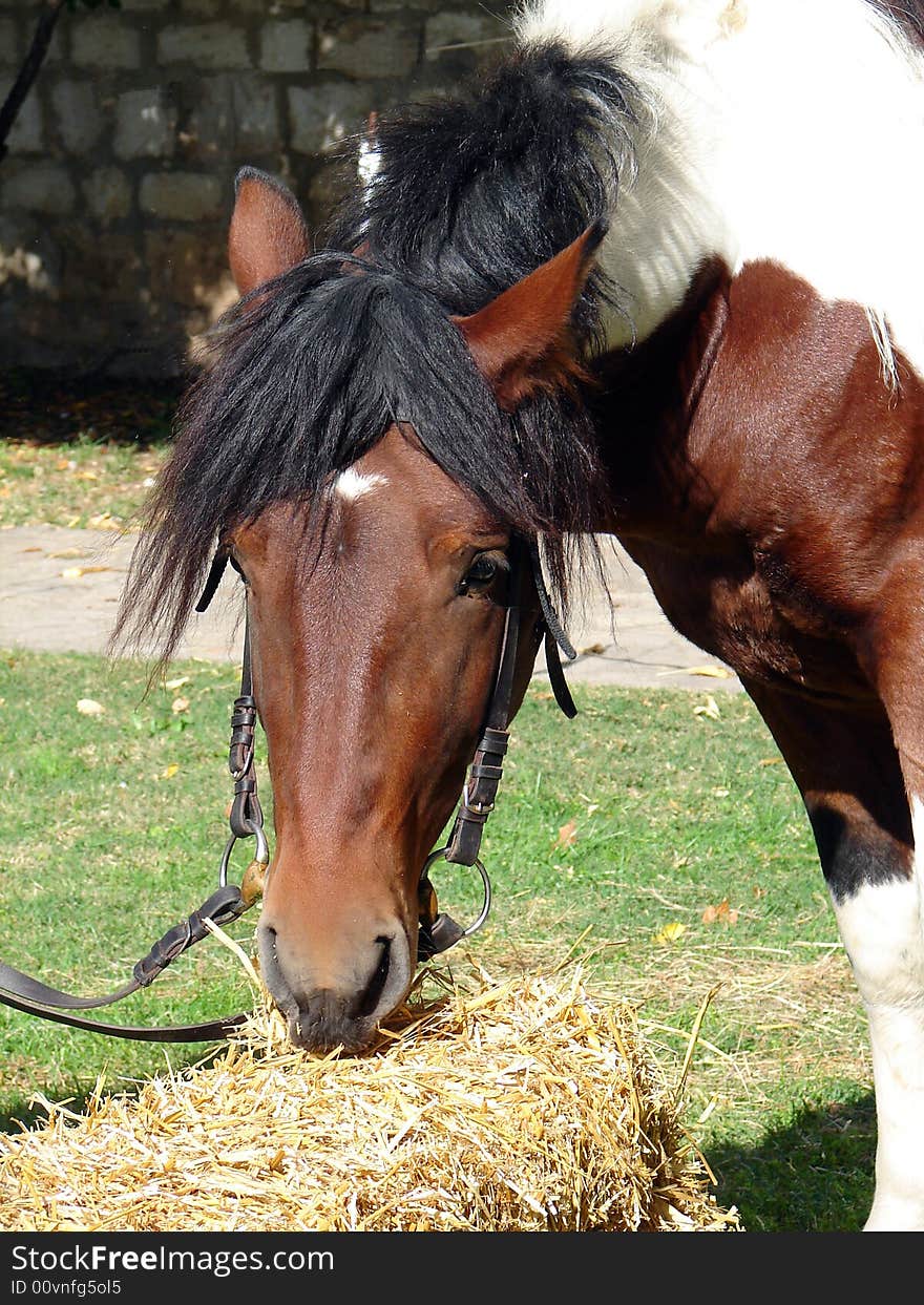 Small brown horse eating hay