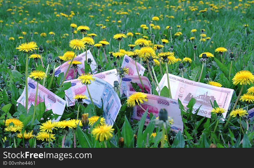 Monetary field in which among dandelions and grasses grow the Belarus monetary.