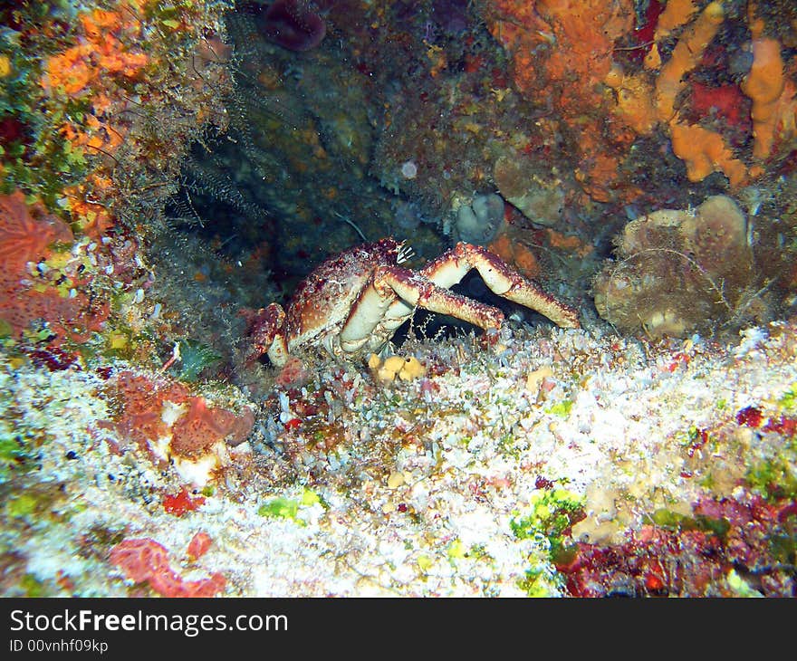 A crab catched in his hole, mexico. A crab catched in his hole, mexico