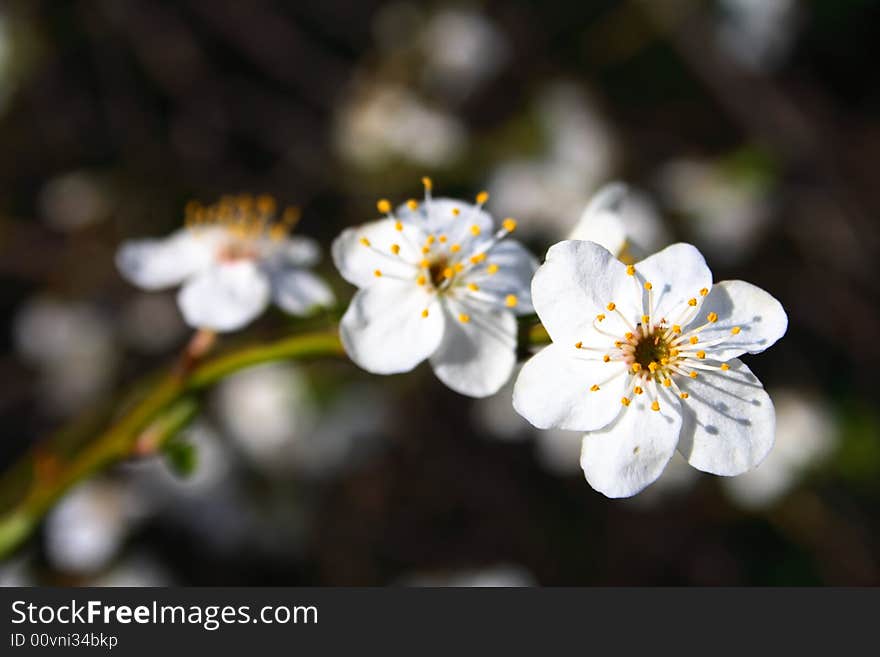 Spring Blossom