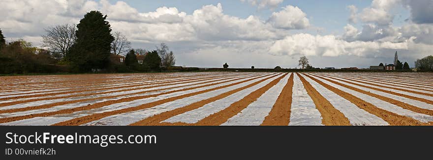 A panorama of a stripey field in the english countryside. A panorama of a stripey field in the english countryside
