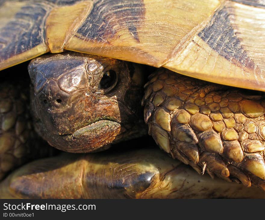 Tortoise close up looking at camera. Tortoise close up looking at camera