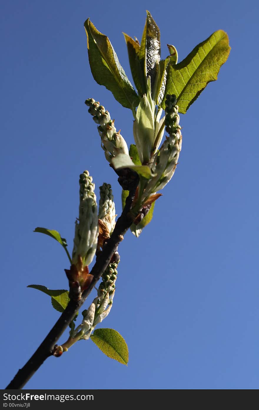 Blooming tree branch over clear blue sky. Blooming tree branch over clear blue sky.