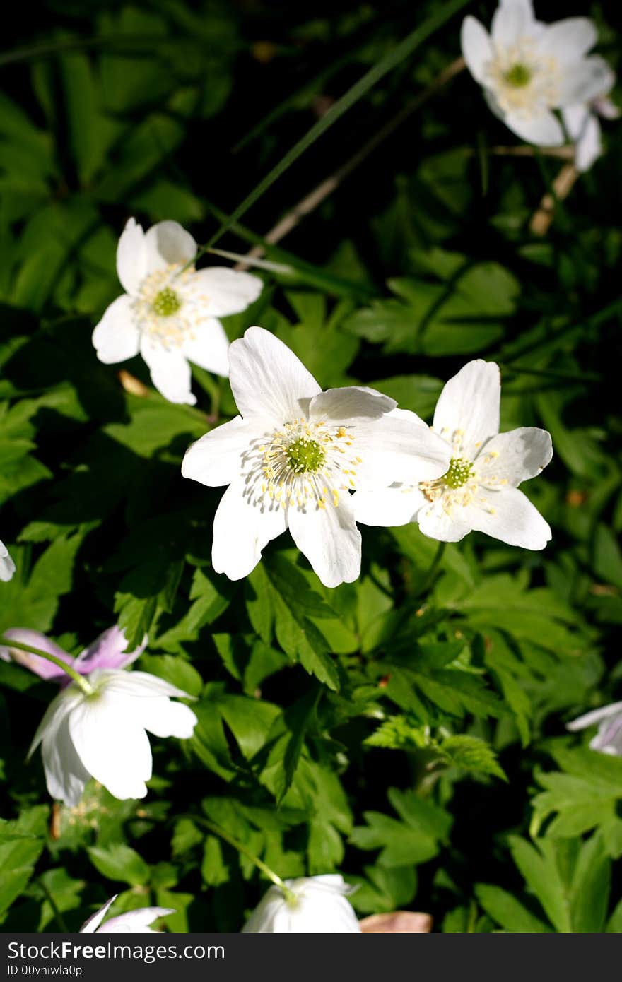 Spring flowers on a beutiful spring day.