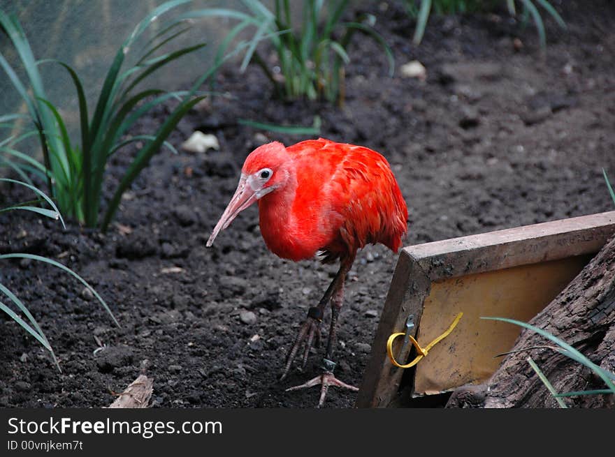 Red Flamingo