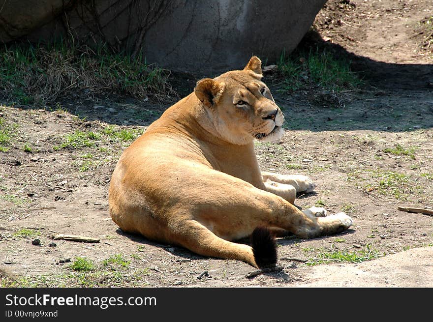 This is a female lion. Lions are considered king of the forest. This is a female lion. Lions are considered king of the forest.