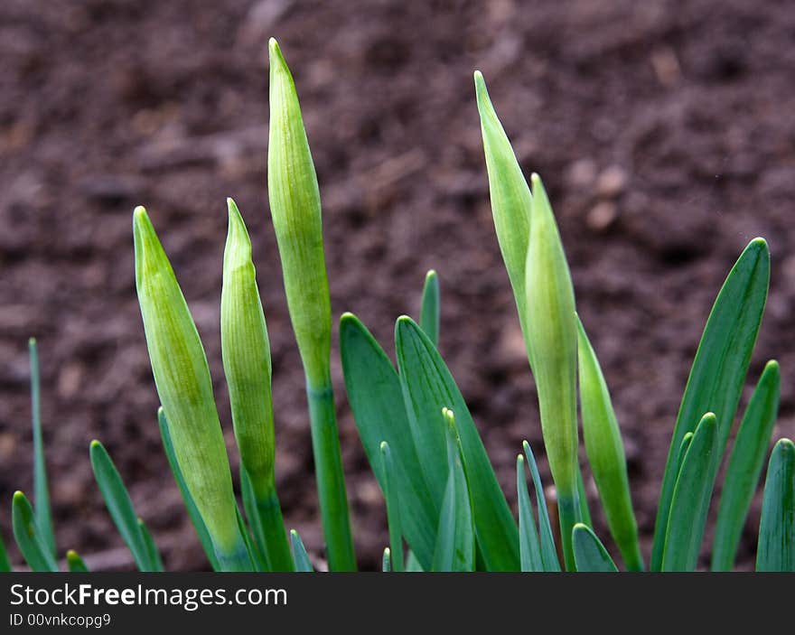 Growing plant emerging after a long winter