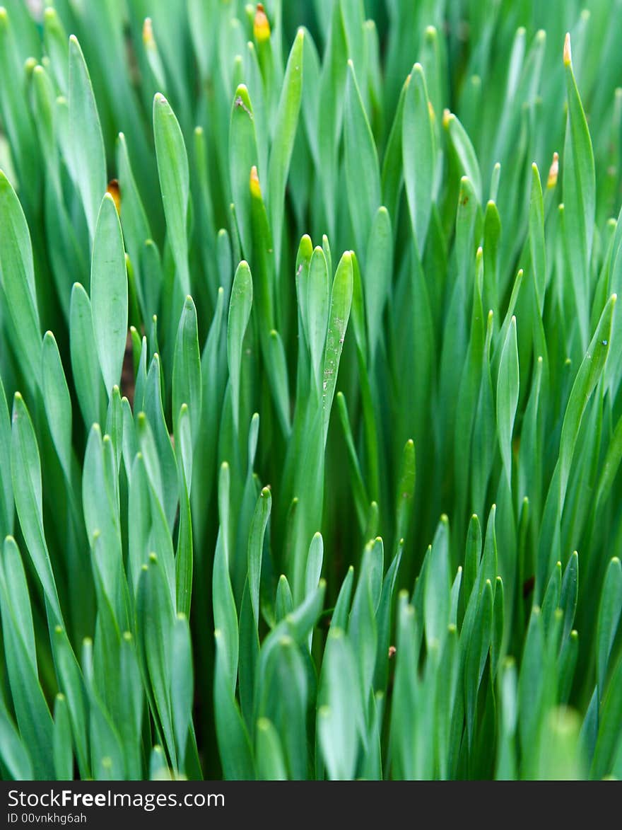 Growing plant emerging after a long winter