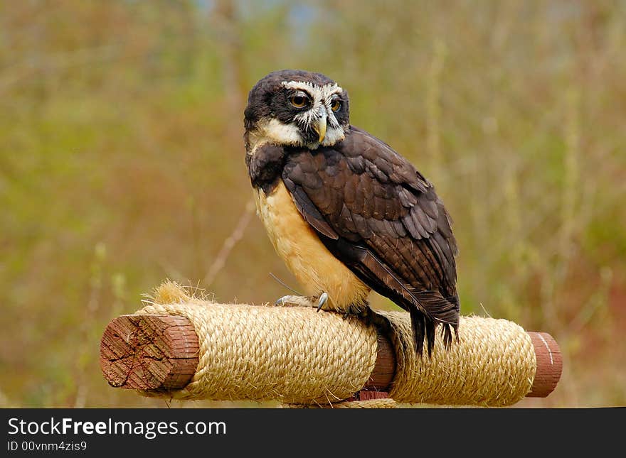 Portrait of spectacled owl  on the log with bush as background