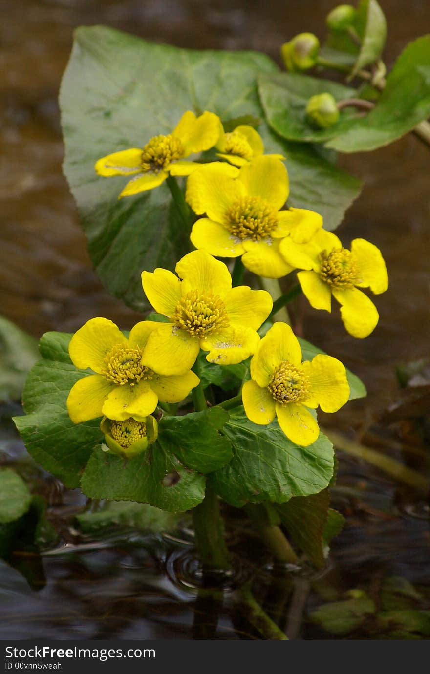 Yellow wild flowers growing in the river with water on ackground.