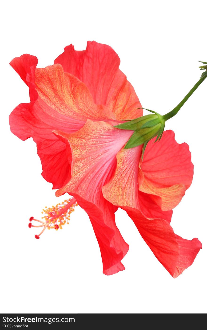 Beautiful Red Hibiscus