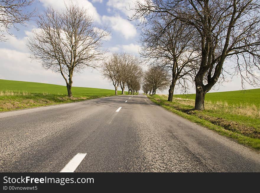 Road with tree alley