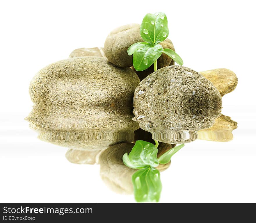 Green young sprout growing through the stones over white