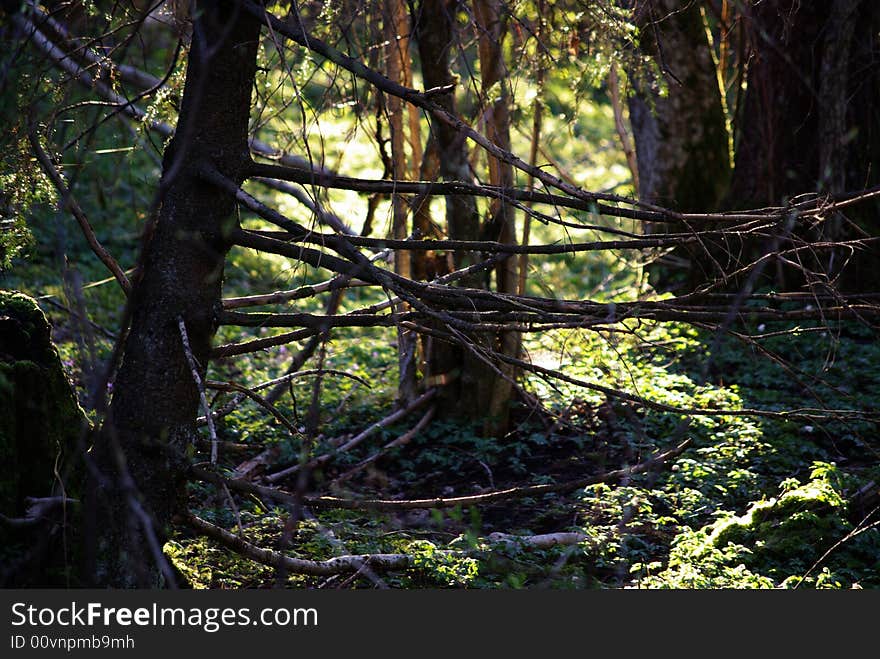 Spring Forest Scene