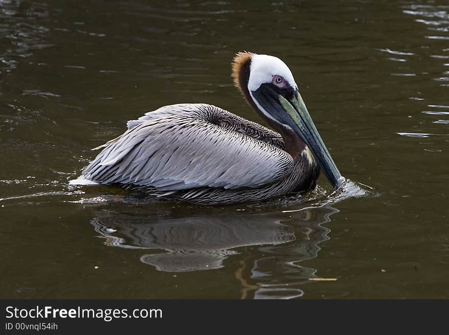 Pelican swimming in the lake looking for fish. Pelican swimming in the lake looking for fish