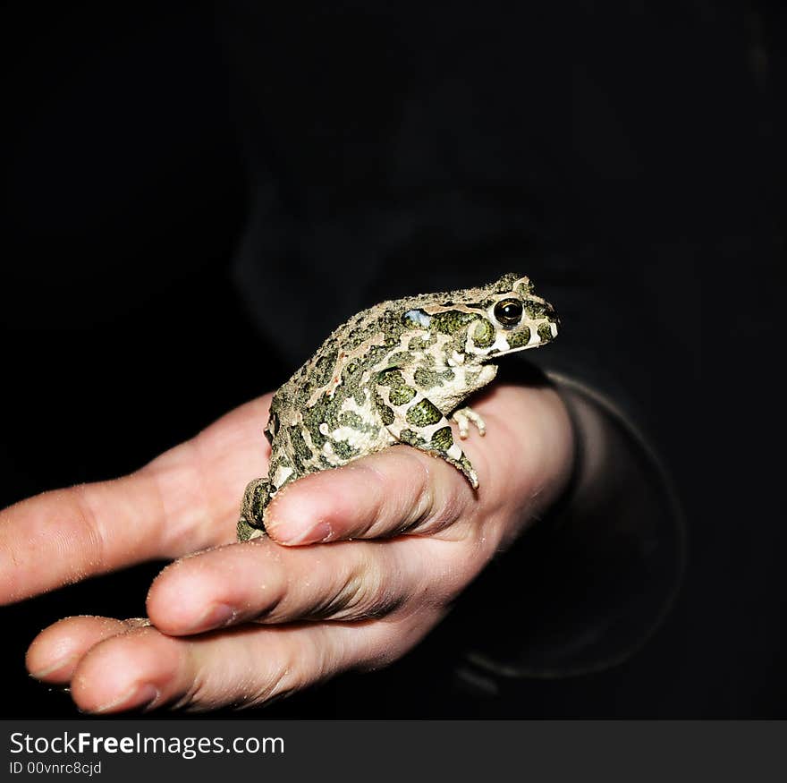 Frog sits on a hand at the man