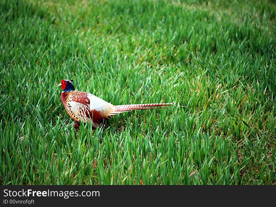 A pheasant that had just crossed the road