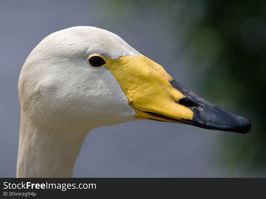 Close vision of a mute swan. Close vision of a mute swan