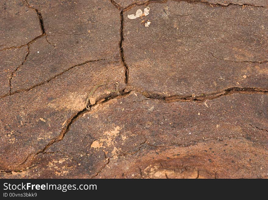 Macro shot of the interior of a piece of bark, suitable as a texture. Macro shot of the interior of a piece of bark, suitable as a texture