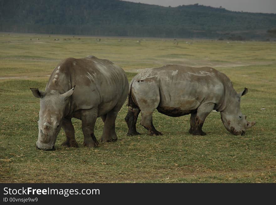 Two white rhinoceroses in a field eating grass, standing back to back over, legs coverd with mud. Two white rhinoceroses in a field eating grass, standing back to back over, legs coverd with mud