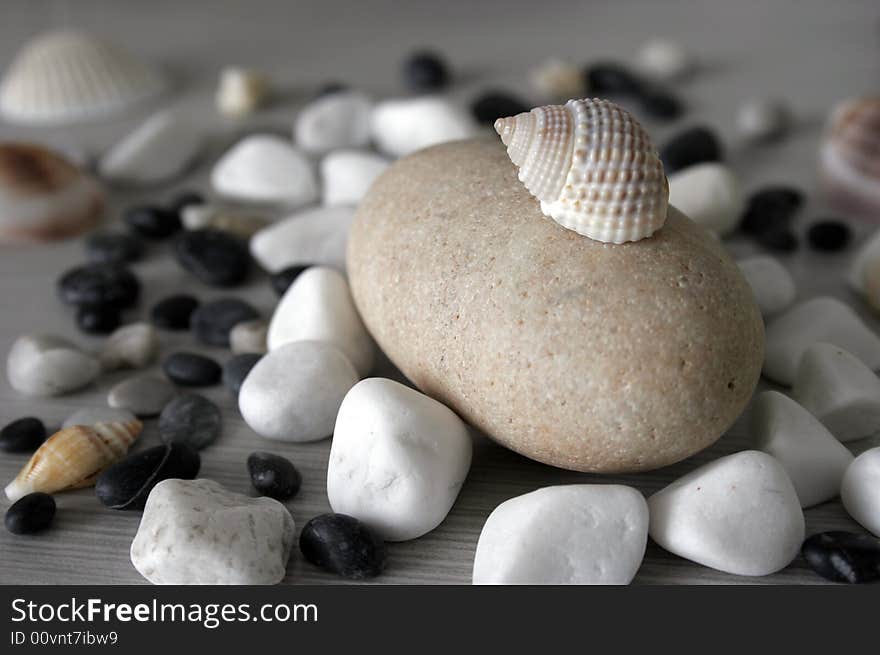 Good shells and stones still life