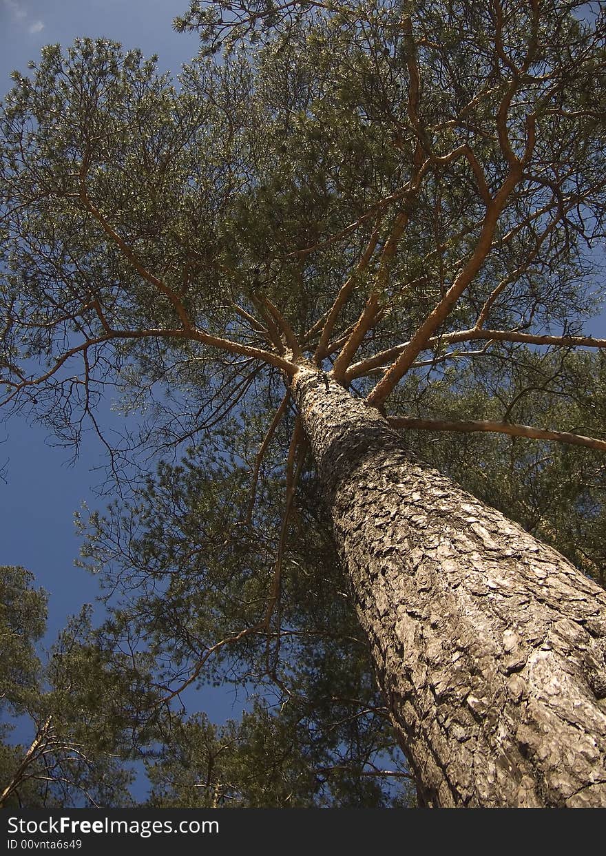 Pine tree on a background of the sky