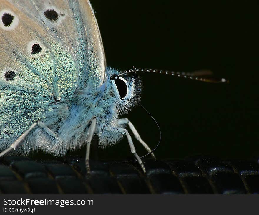 Common amanda's blue butterfly