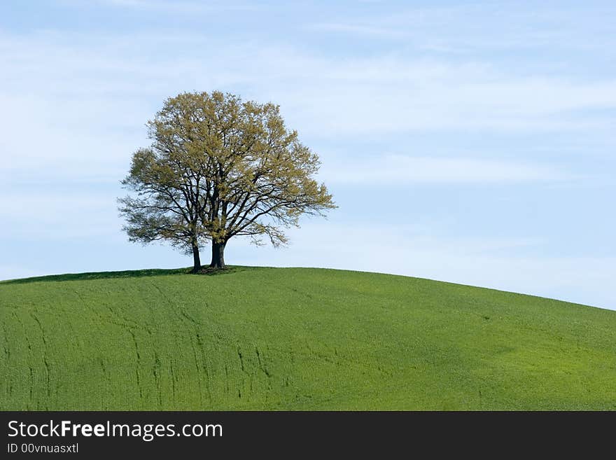 A landscape of the green meadows in the tuscany countryside. A landscape of the green meadows in the tuscany countryside