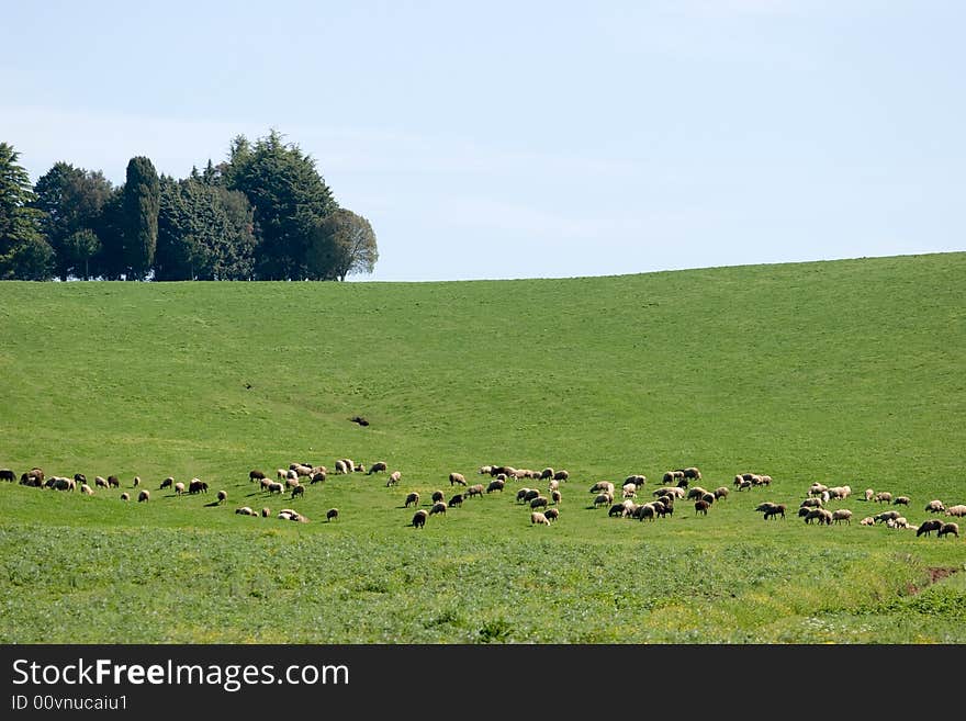 A landscape of the green meadows in the tuscany countryside. A landscape of the green meadows in the tuscany countryside