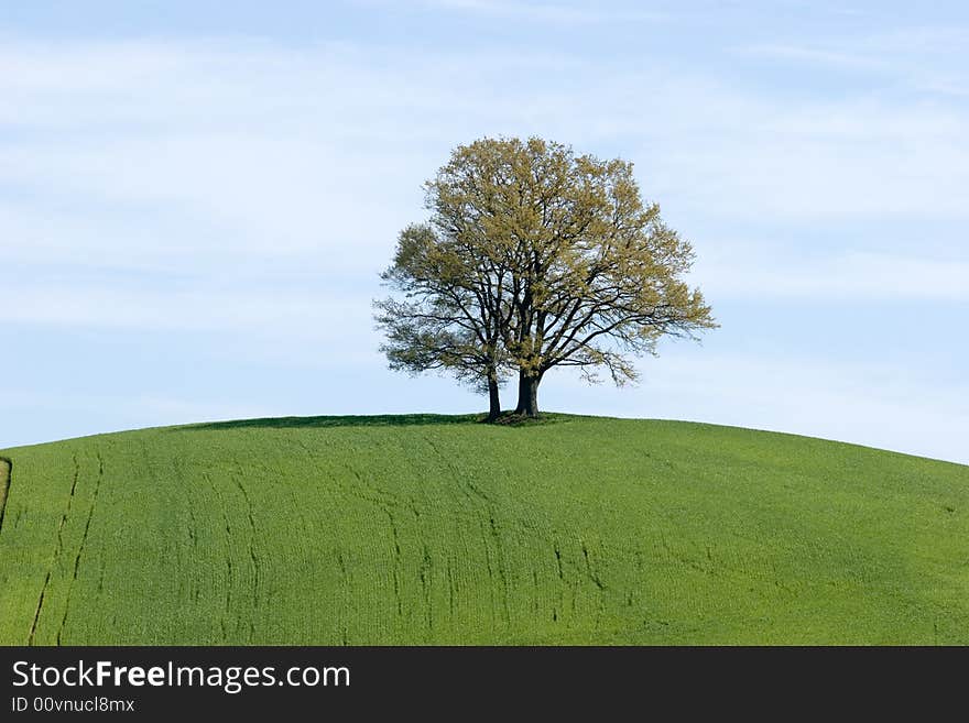 A landscape of the green meadows in the tuscany countryside. A landscape of the green meadows in the tuscany countryside