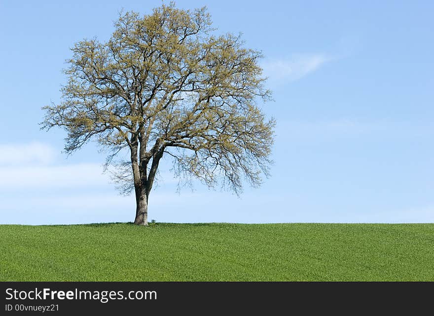 A landscape of the green meadows in the tuscany countryside. A landscape of the green meadows in the tuscany countryside