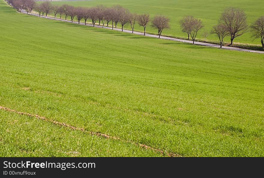 Road with tree alley