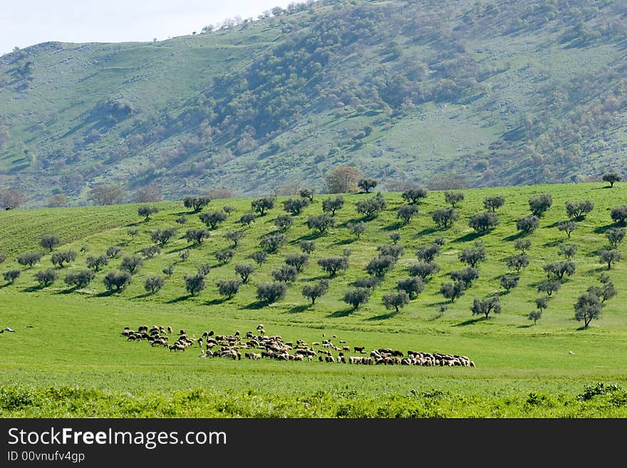 A landscape of the green meadows in the tuscany countryside. A landscape of the green meadows in the tuscany countryside