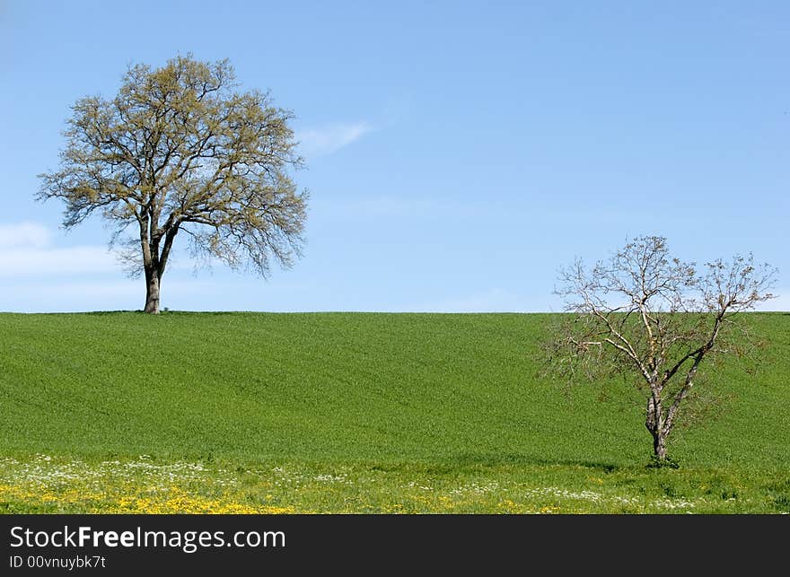 A landscape of the green meadows in the tuscany countryside. A landscape of the green meadows in the tuscany countryside