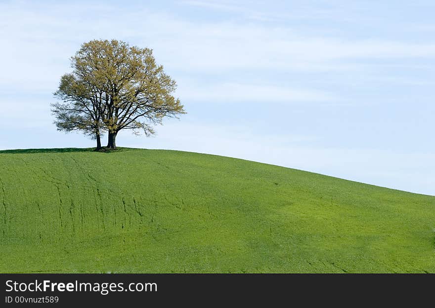 A landscape of the green meadows in the tuscany countryside. A landscape of the green meadows in the tuscany countryside