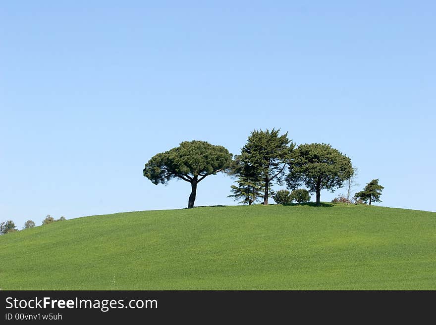 A landscape of the green meadows in the tuscany countryside. A landscape of the green meadows in the tuscany countryside