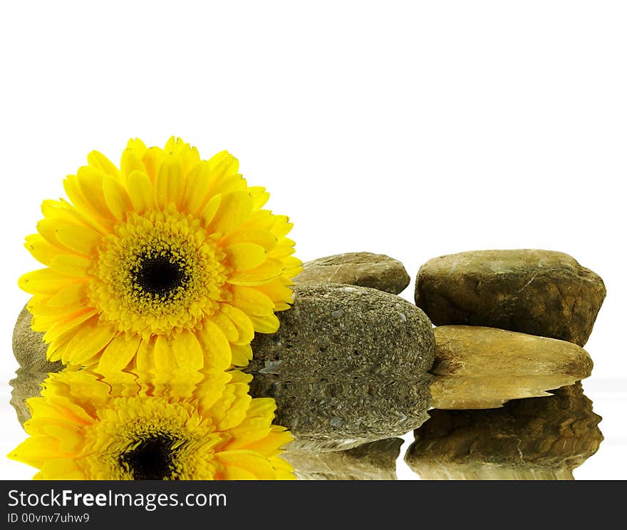 Wet yellow gerber daisy on the stones with reflection over white