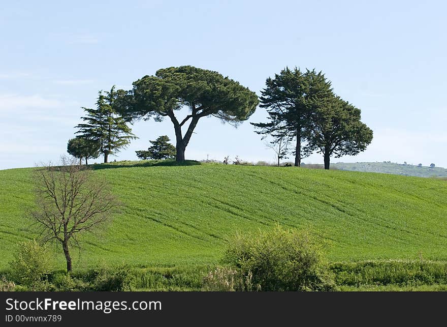 A landscape of the green meadows in the tuscany countryside. A landscape of the green meadows in the tuscany countryside