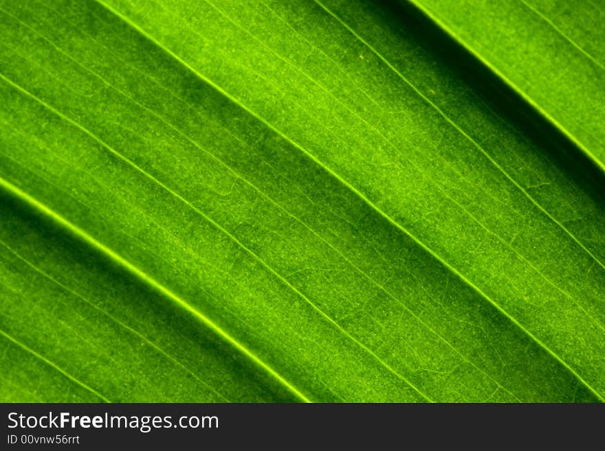 Close-up of  green leaf. Abstract background. Close-up of  green leaf. Abstract background.