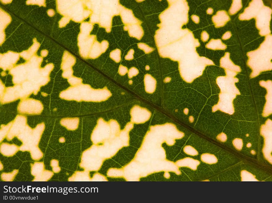 Close-up of  green-white leaf. Abstract background. Close-up of  green-white leaf. Abstract background.