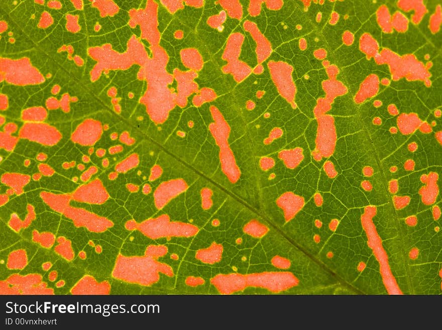 Close-up of  green-red leaf. Abstract background. Close-up of  green-red leaf. Abstract background.