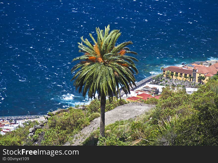 Palm Tree On The Shore Tenerife