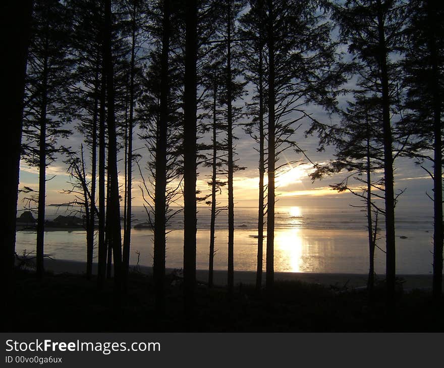 Sunset behind trees