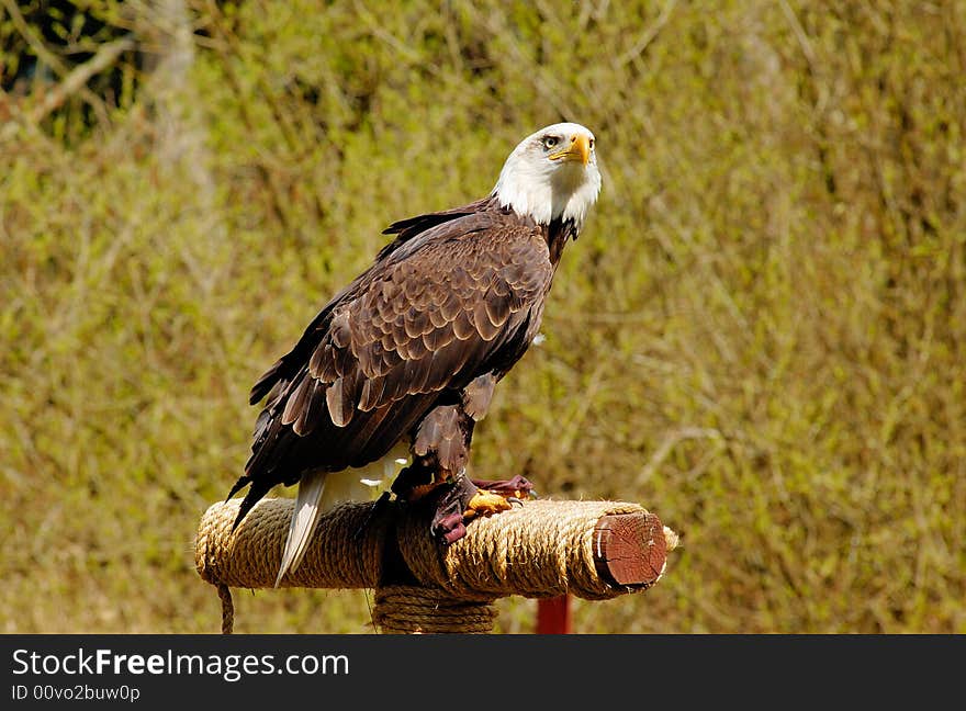 Portrait of bald eagle on the log