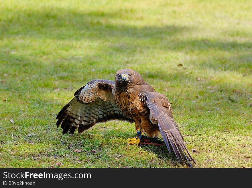 Red-tailed hawk