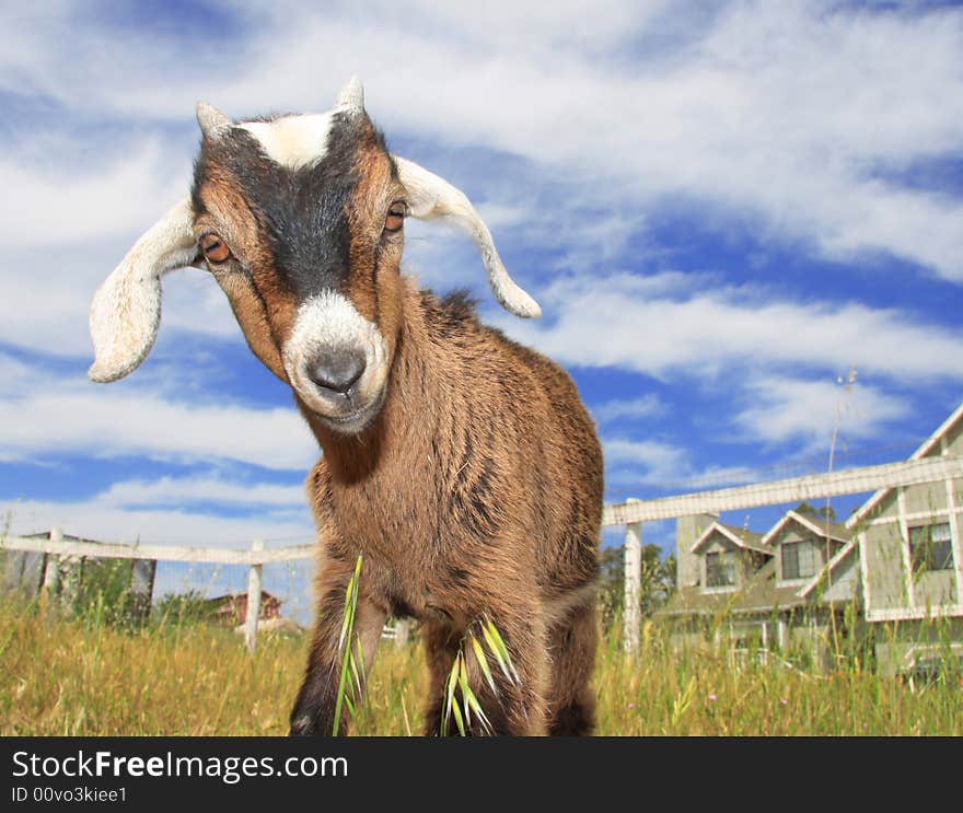 Very cute young kinder goat in pasture on farm. Very cute young kinder goat in pasture on farm.